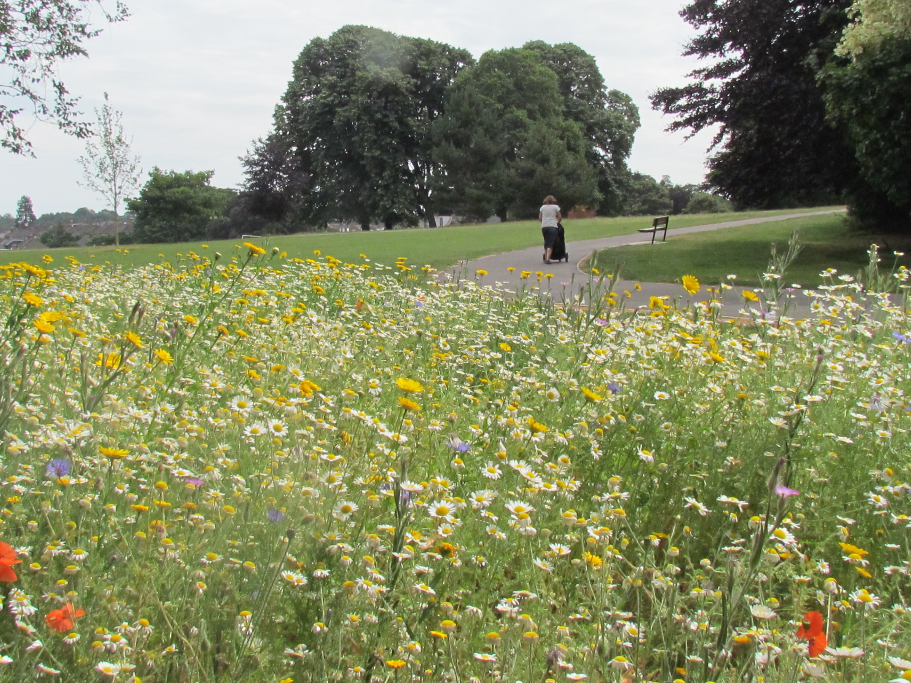 Wildflowers spread colour across city The Exeter Daily